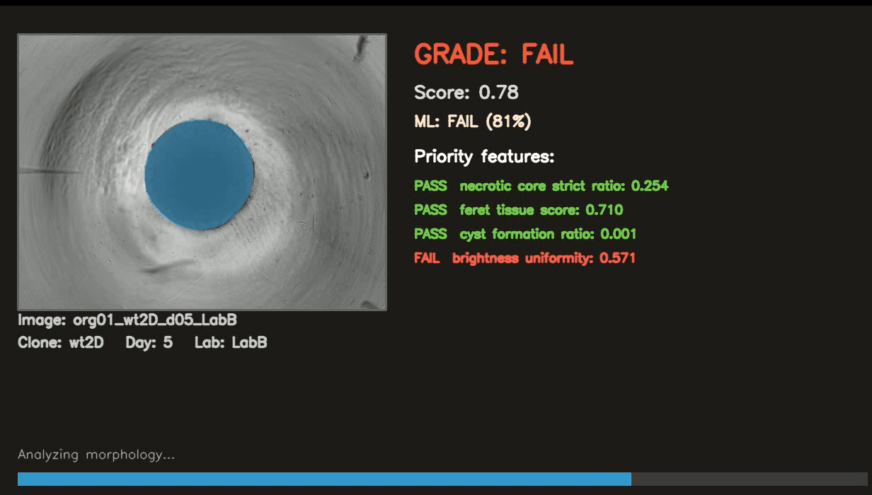 Brain Organoid Morphological Classifier — screenshot 1